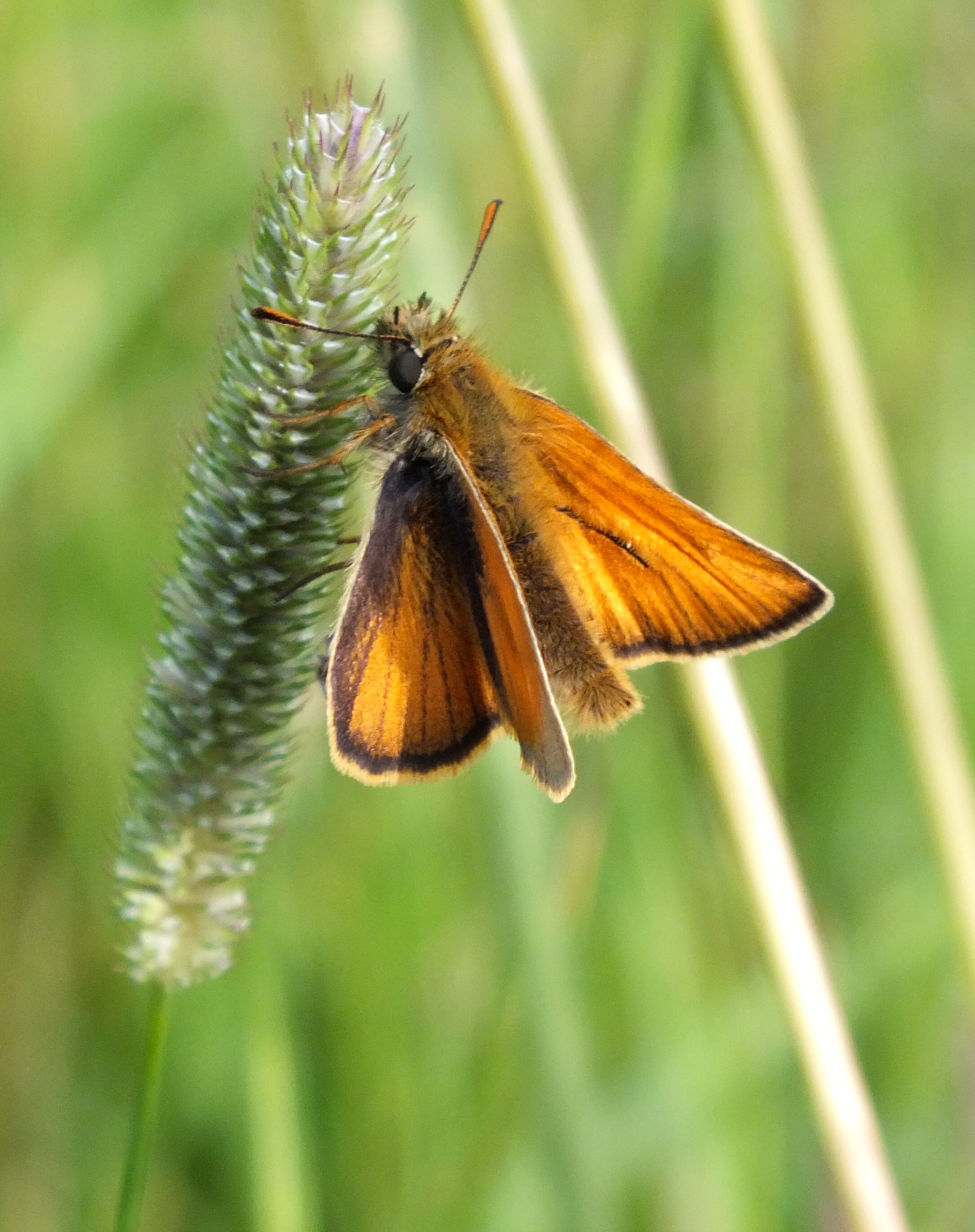 LITTLE SKIPPER BUTTERFLY Bill Bagley Photography